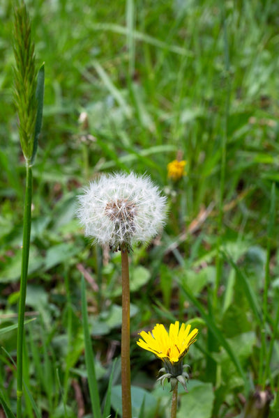 How Weed Pollen Can Affect Your Dog’s Health: Insights from Xigua’s Allergy Test - Bags to Bones