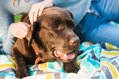 Insect Allergies in Dogs: What You Need to Know About Fleas, Mosquitoes, and More - Bags to Bones