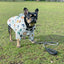 Doggy Raincoat - Bags to Bones