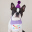 Party Pup Kit: Birthday Edition - Bags to Bones