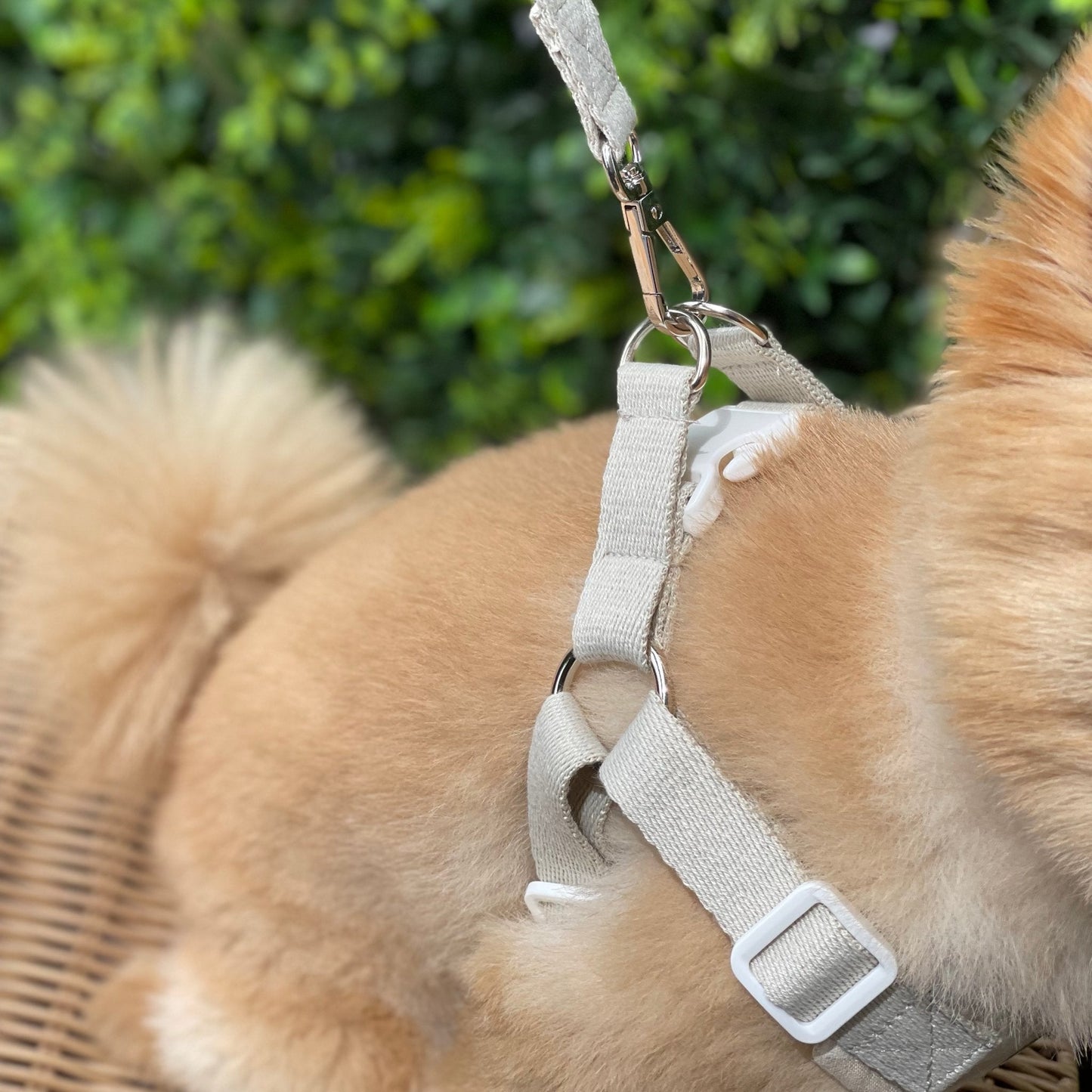 Teddy Bear Harness - Bags to Bones