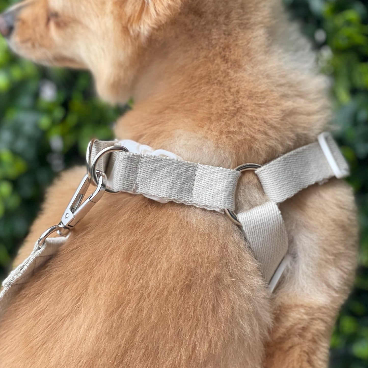 Teddy Bear Harness - Bags to Bones