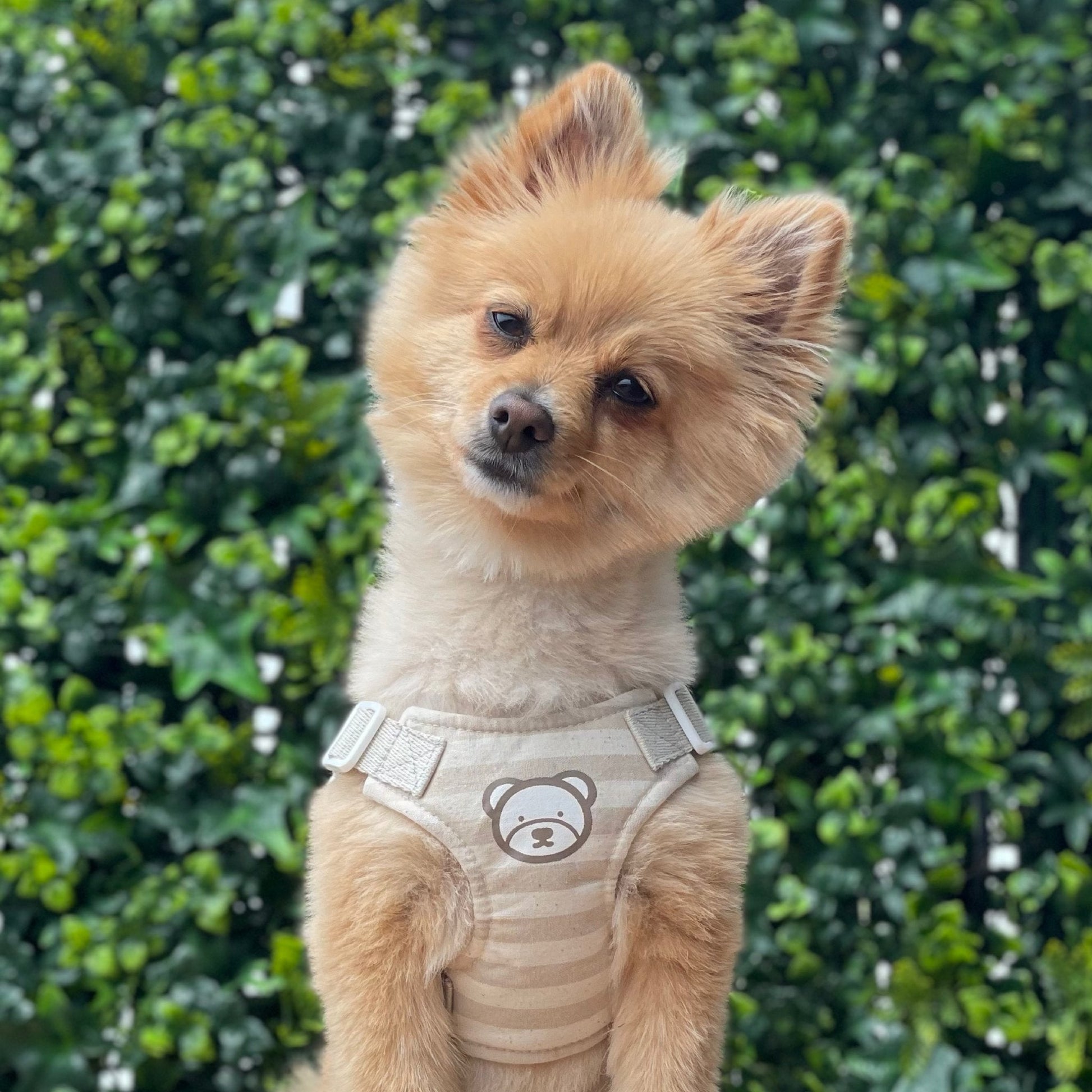 Teddy Bear Harness - Bags to Bones