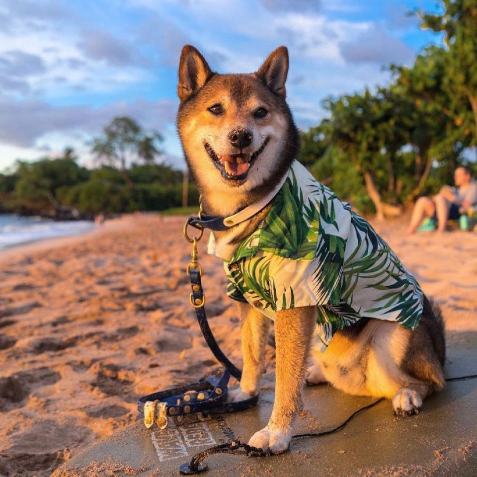 White Hawaiian T-Shirt with Green Palms for Dogs - Bags to Bones