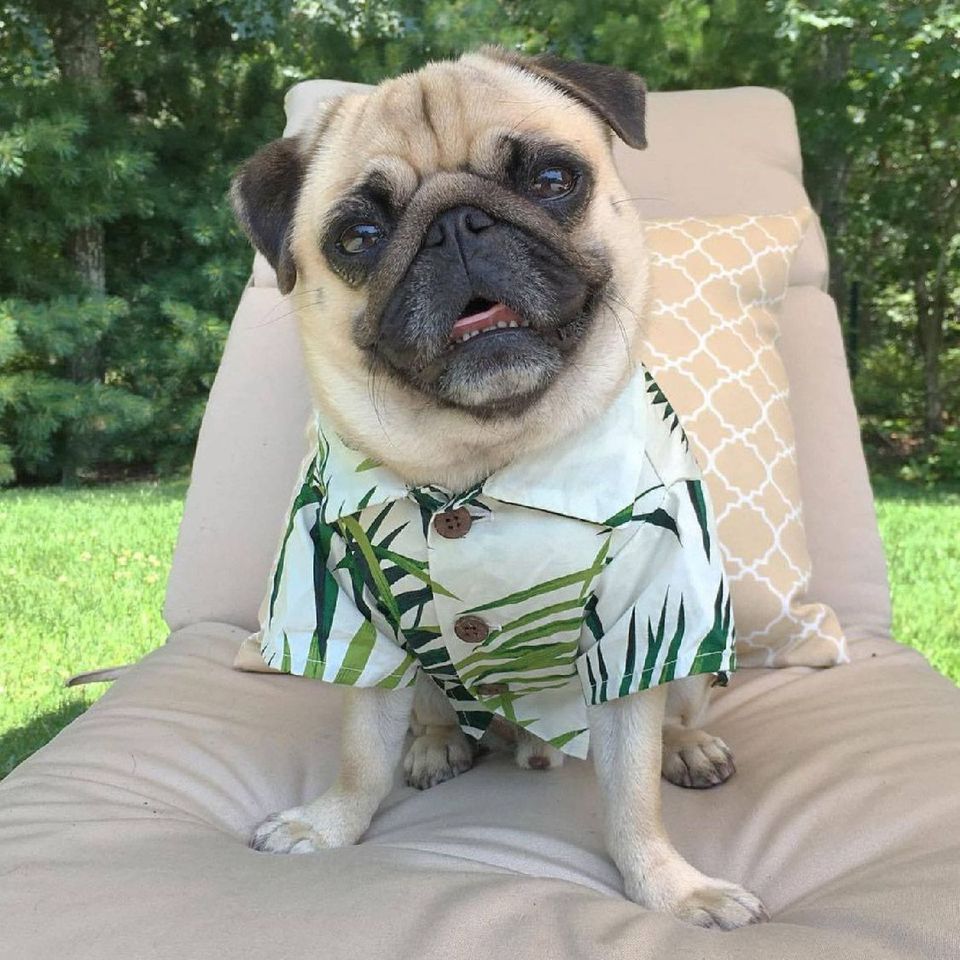 White Hawaiian T-Shirt with Green Palms for Dogs - Bags to Bones