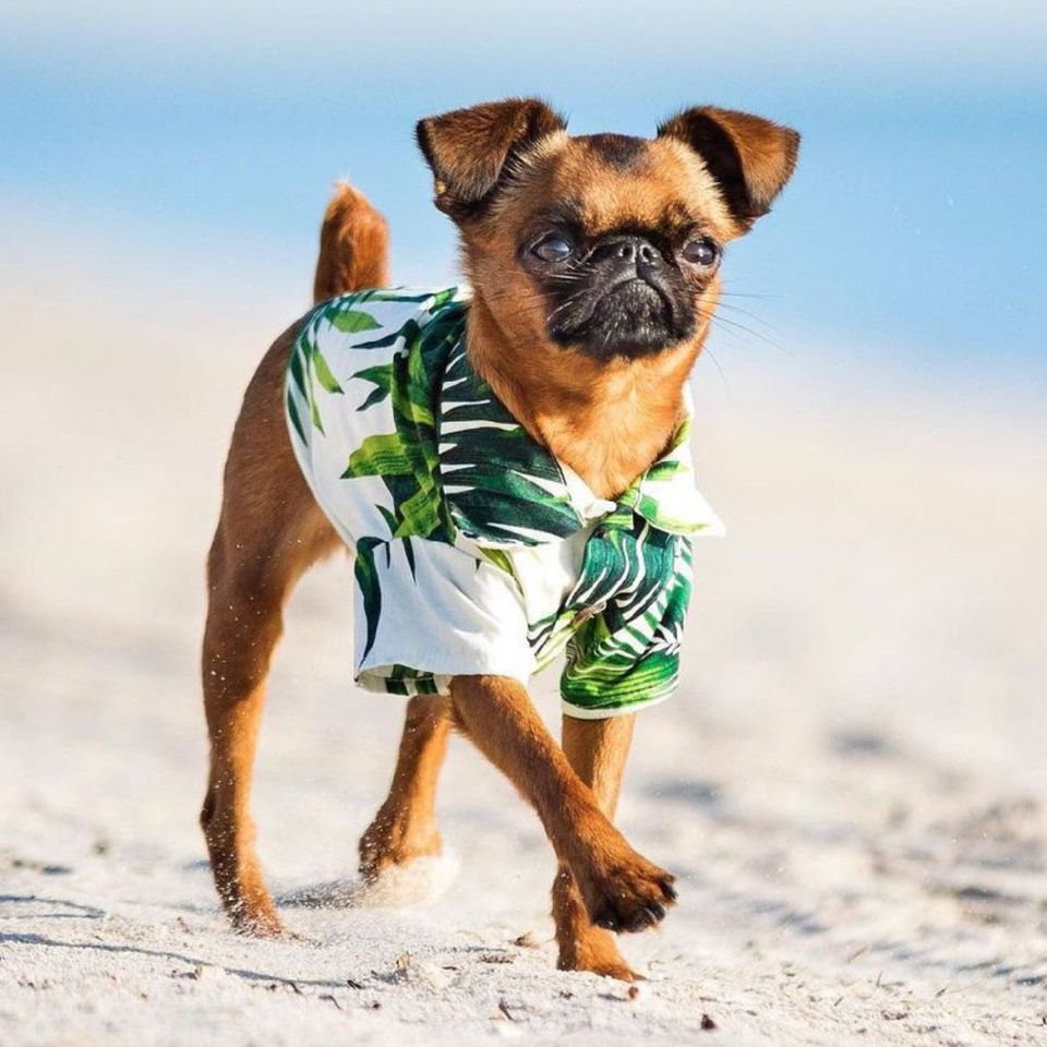 White Hawaiian T-Shirt with Green Palms for Dogs - Bags to Bones