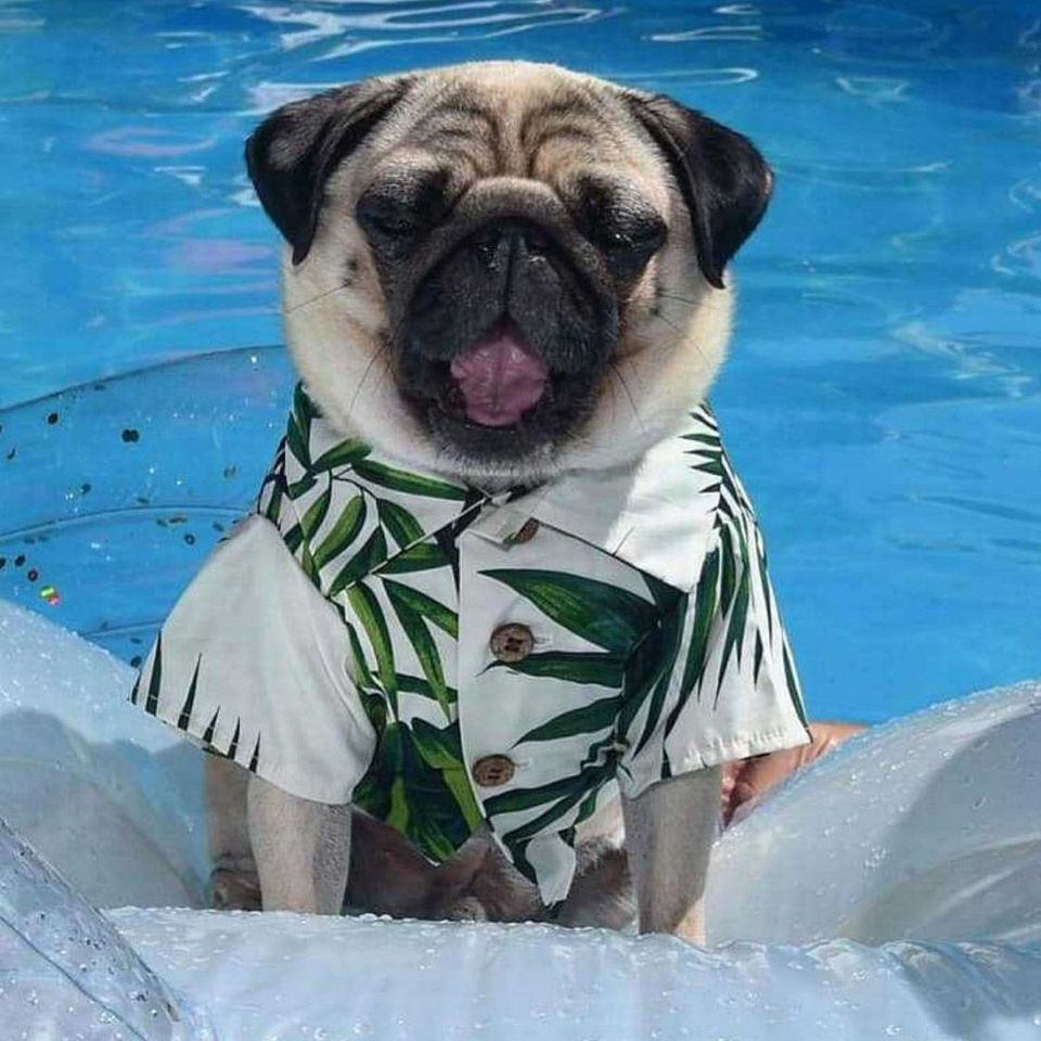 White Hawaiian T-Shirt with Green Palms for Dogs - Bags to Bones